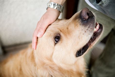 sex hund frau|Sex mit Tieren: Geschlechtsverkehr mit Hund, Pferd & Co.